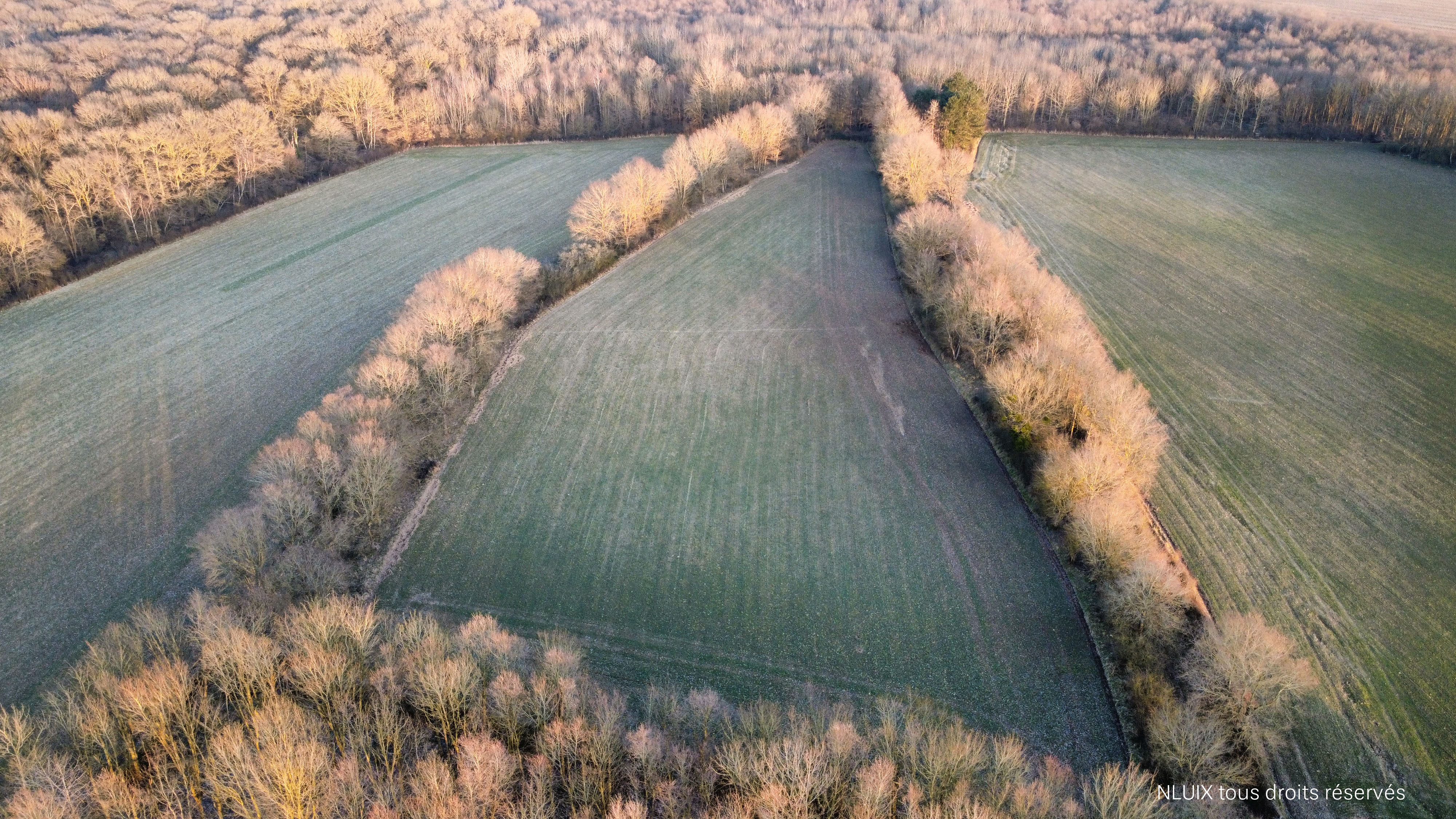 Photo du Vexin représentant des arbres alignés tel un triangle